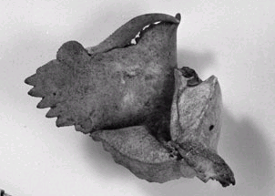 Calappa tuberculata cheliped