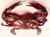 Callinectes sapidus dorsal view