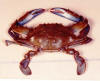 Callinectes sapidus dorsal view