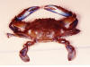 Callinectes sapidus dorsal view