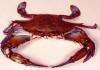 Callinectes sapidus frontal view