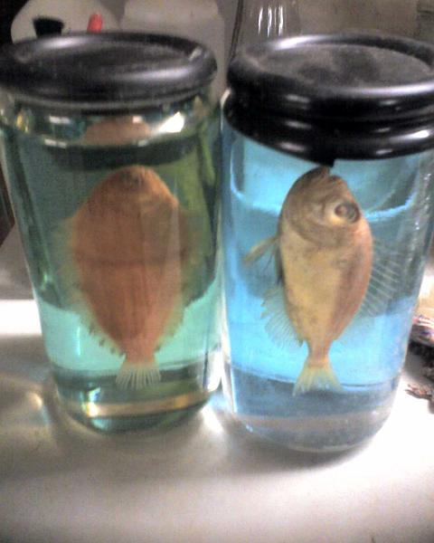 30-01-07_1755.jpg - Solea Variegata Alto Adriatico (Donovan,1802);Priacanthus sp. ritrovato vivo dentro il porto di Chioggia (Laguna di Venezia - ritrovato nel 1985 ).